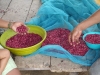 sorting beans 1